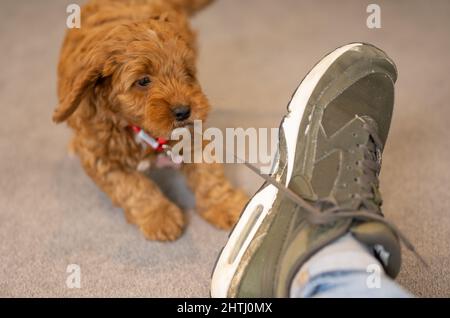 Un magnifique petit chiot Cockerpoo joue sur la crpette dans la maison Banque D'Images