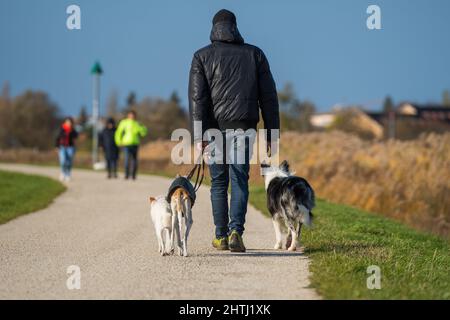 Marchez avec les chiens dans le paysage d'automne Banque D'Images