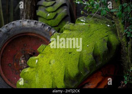 De vieux pneus avec de la mousse sont dans la nature Banque D'Images