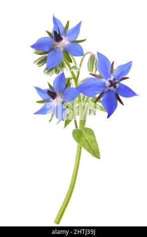 Plante bourrache (Borago officinalis) isolé sur fond blanc Banque D'Images