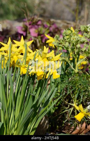 Narcisse février Or fleurs de jonquille à floraison précoce fleur de jonquille classique naine Banque D'Images