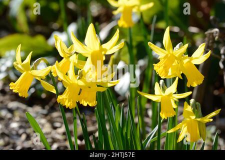 Narcisse février Or fleurs de jonquille à floraison précoce fleur de jonquille classique naine Banque D'Images