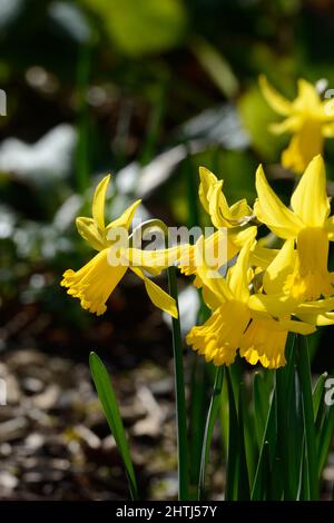 Narcisse février Or fleurs de jonquille à floraison précoce fleur de jonquille classique naine Banque D'Images