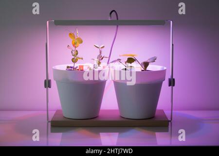 Plantes sous une lampe avec lumière artificielle du soleil Banque D'Images