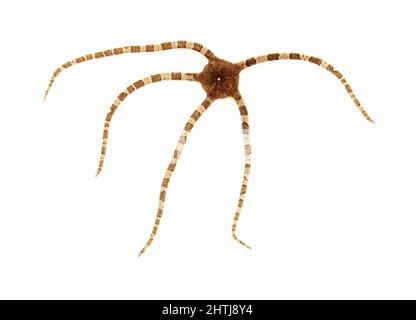 Faune de l'océan Atlantique autour de Gran Canaria - Ophioderma longicaudum étoile fragile isolée sur fond blanc Banque D'Images