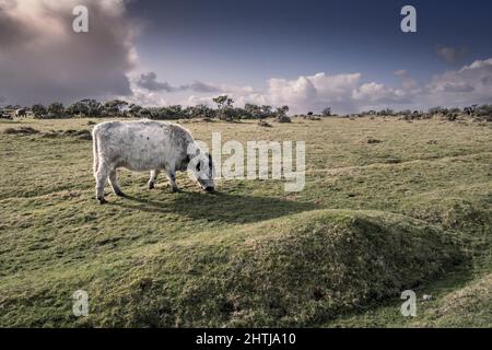 Bétail paître sur Bodmin Moor à Cornwall, Royaume-Uni. Banque D'Images