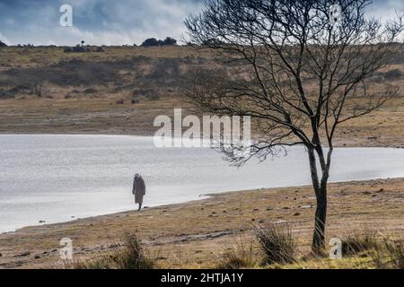 Un marcheur sur l'estran du lac Colliford sur Bodmin Moor à Cornwall. Banque D'Images