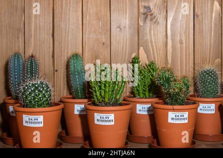 Divers cactus en pots de terre cuite exposés et à la vente. Banque D'Images