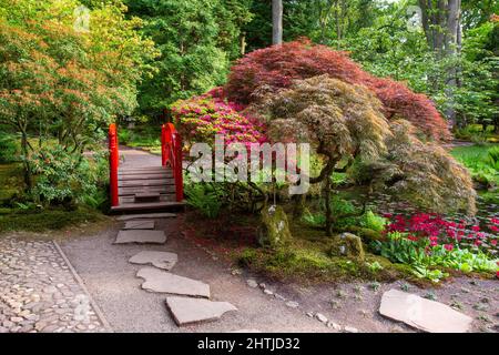 Vue incroyable avec l'érable japonais redleaf et le pont japonais décoratif rouge dans le jardin japonais de la Haye. Dans les primroses dans le coin inférieur droit a Banque D'Images