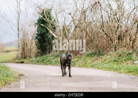 Mignon Bull Terrier américain de Pit avec la fourrure noire sur le chemin d'asphalte le long des arbres sans feuilles dans la zone rurale de la campagne Banque D'Images