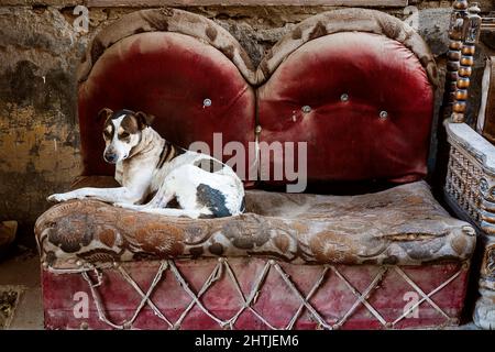 Mignon chien errant avec la fourrure à pois couché sur un vieux canapé placé sur le mur de pierre de la rue d'Égypte le jour d'été Banque D'Images