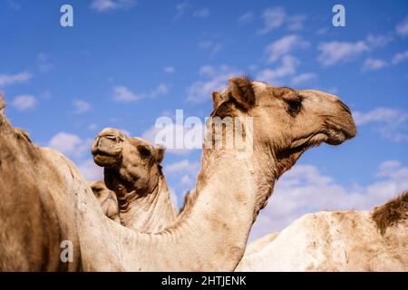 De dessous caravane de chameaux avec fourrure brune en bride debout contre le ciel bleu dans la région désertique en Egypte le jour ensoleillé d'été Banque D'Images