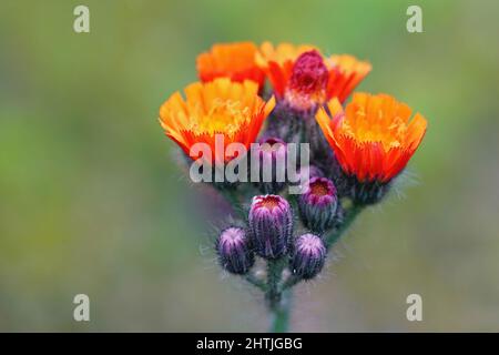 Gros plan sur les fleurs orange brillantes émergeantes de l'herbe orange, Hieracium aurancaum Banque D'Images