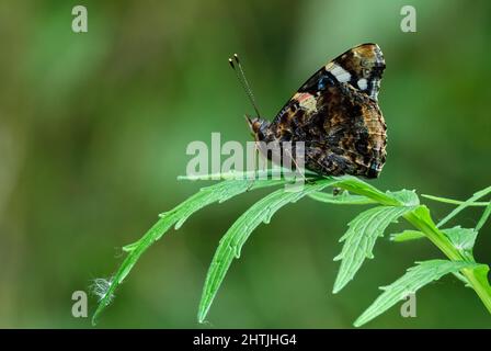 Papillon amiral rouge assis immobile sur une feuille, gros plan. Arrière-plan vert naturel flou, espace de copie. Genre Vanessa atalanta. Banque D'Images