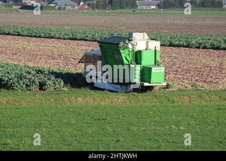 Machine pour récolter les pousses du champ par machine à Zevenhuizen Banque D'Images