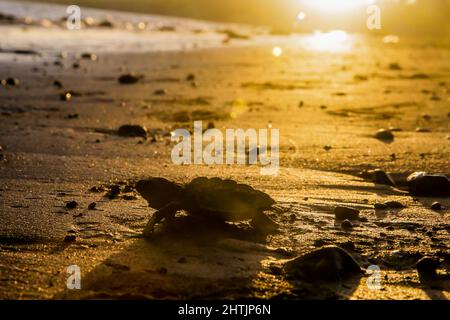 Province de Cavite. 1st mars 2022. Le 1 mars 2022, une tortue de mer de ridley qui couve à l'eau se ravive à l'installation d'écloserie de tortues de mer de la province de Cavite, aux Philippines. Les défenseurs de la conservation des tortues, composés de bénévoles du village, libèrent chaque année 4 000 à 5 000 alevins de tortues sur les côtes de la ville de NAIC, qui sert de site de nidification aux tortues de mer ridley. Crédit: Rouelle Umali/Xinhua/Alamy Live News Banque D'Images