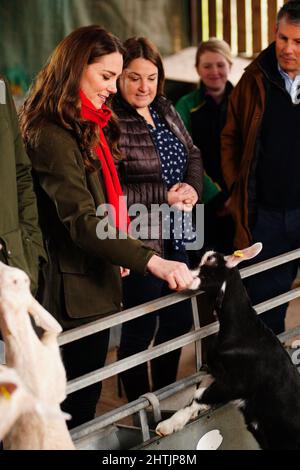 La duchesse de Cambridge à Pant Farm près d'Abergavenny, une ferme de chèvres qui fournit du lait à un producteur de fromage local depuis près de 20 ans, lors d'une visite à Abergavenny et Blaenavon au pays de Galles. Date de la photo: Mardi 1 mars 2022. Banque D'Images