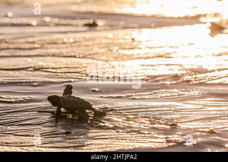 Province de Cavite. 1st mars 2022. Le 1 mars 2022, une tortue de mer de ridley qui couve à l'eau se ravive à l'installation d'écloserie de tortues de mer de la province de Cavite, aux Philippines. Les défenseurs de la conservation des tortues, composés de bénévoles du village, libèrent chaque année 4 000 à 5 000 alevins de tortues sur les côtes de la ville de NAIC, qui sert de site de nidification aux tortues de mer ridley. Crédit: Rouelle Umali/Xinhua/Alamy Live News Banque D'Images