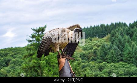 Griffon vautour du gant de falconer prêt à voler en gros plan. Gros oiseau colossal. Le module ace est très impressionnant Banque D'Images