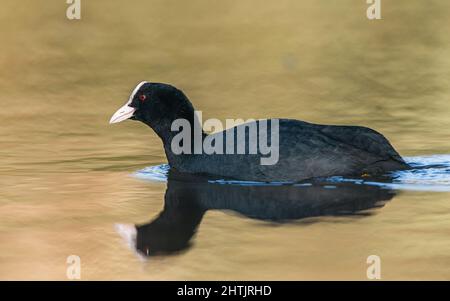 La Foulque eurasienne ou la Foulque commune, Fulica atra sur l'eau Banque D'Images