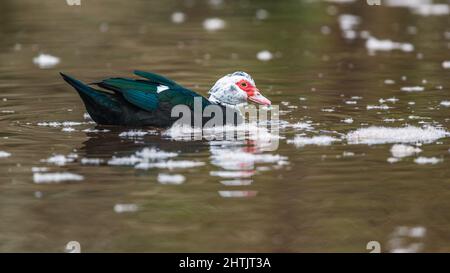 Canard muscovy, canard à corps lourd, femelle Cairina moschata sur l'eau Banque D'Images