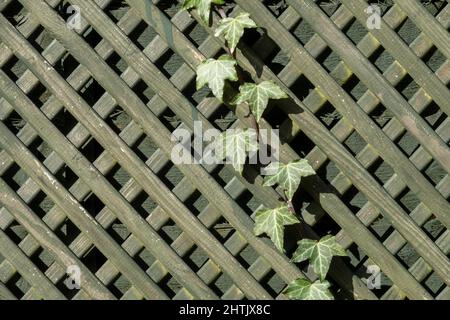 Un trelis de jardin en bois coloré vert, fixé sur la diagonale, avec une tige unique de lierre tissée à travers, le tout avec une ombre lourde Banque D'Images