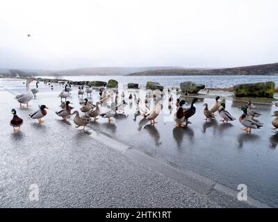 Canards et oies, se réunissant à côté d'un réservoir lors d'une journée humide d'hivers pluviaux dans le Yorkshire, Banque D'Images