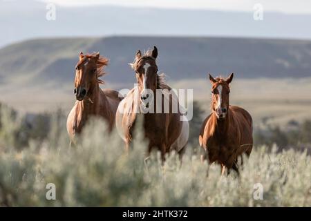 Ranch troupeau de chevaux sur la gamme dans le Montana Banque D'Images