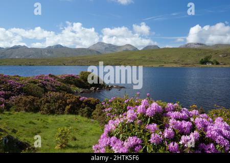 Lough Fee avec les Rhododendrons et les Twelve Bens in distance, parc national du Connemara, comté de Galway, Irlande Banque D'Images