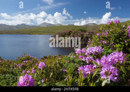 Lough Fee avec les Rhododendrons et les Twelve Bens in distance, parc national du Connemara, comté de Galway, Irlande Banque D'Images