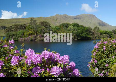 Lough Fee avec Rhododendrons et Benchoona, parc national du Connemara, comté de Galway, Irlande Banque D'Images