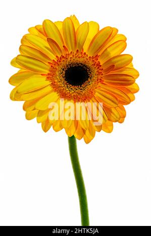 Belle fleur de Gerbera orange photographiée sur fond blanc Uni Banque D'Images