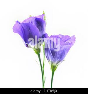 Belles fleurs de Lisianthus, violettes, photographiées sur fond blanc Banque D'Images
