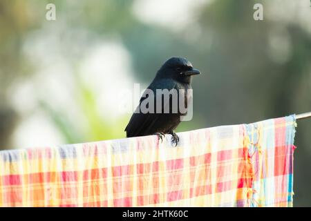 Un bel oiseau drongo noir est assis sur une corde Banque D'Images