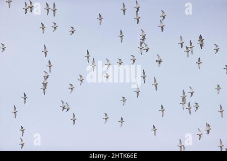 Pluvier doré (Pluvialis abricaria) plumage d'hiver adulte floqué volant, Suffolk, Angleterre, février Banque D'Images