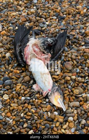 Grand cormoran Phalacrocorax carbo, carcasse adulte sur la plage, probablement la mort a été causée par l'étouffement de poissons coincés dans la gorge, Suffolk, Angleterre Banque D'Images