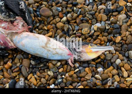 Grand cormoran Phalacrocorax carbo, carcasse adulte sur la plage, probablement la mort a été causée par l'étouffement de poissons coincés dans la gorge, Suffolk, Angleterre Banque D'Images
