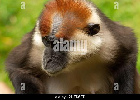 Gros plan d'un singe mangabey couronné de cerisier (Cercocebus torquatus) avec un fond vert naturel Banque D'Images