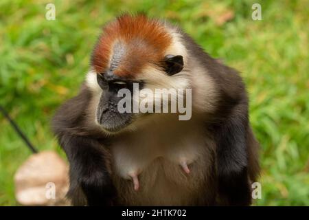 Gros plan d'un singe mangabey (Cercocebus torquatus) à couronne de cerisier sur fond vert naturel Banque D'Images