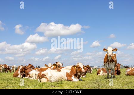 Groupez les vaches couchées et debout dans la grande herbe d'un pré vert, une vache franc, le troupeau côte à côte confortable ensemble sous un ciel bleu nuageux Banque D'Images