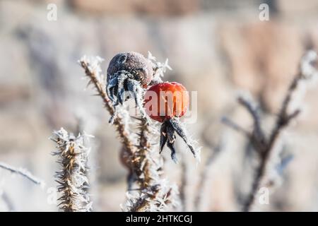 Une rose de hanche séchée sur un Bush lors d'un matin d'hiver glacial Banque D'Images