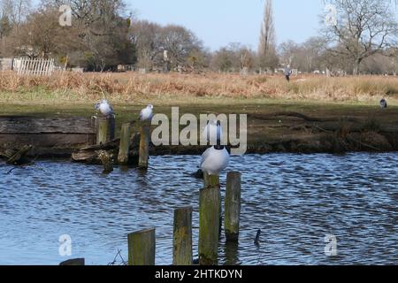 Le paysage de Bushy Park est une mosaïque d’histoire anglaise qui s’étend sur un millénaire : Vous pouvez voir les vestiges des systèmes agricoles médiévaux, l'héritage d'un parc de cerfs Tudor, les jardins aquatiques du 17th siècle et les éléments décoratifs représentant le goût néoclassique, et les traces de camps militaires qui ont joué un rôle remarquable dans les guerres mondiales. Banque D'Images