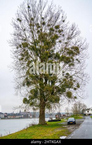 Grand arbre avec mistletoes (album de Viscum) Banque D'Images