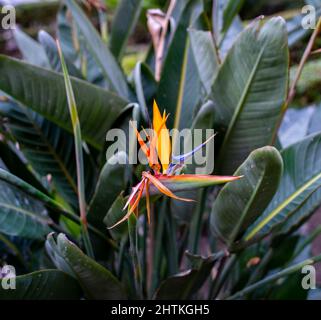 Gros plan sur les fleurs de l'oiseau du Paradis (Strelitzia reginae) Banque D'Images