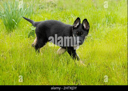 Mignon petit chiot Berger allemand sur une promenade sur l'herbe verte Banque D'Images