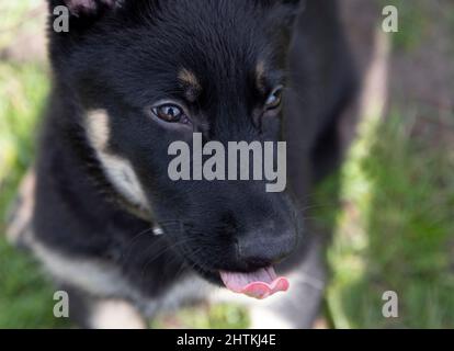 Mignon petit Berger allemand chiot avec sa langue accrochée sur le fond de l'herbe verte. Portrait du chiot Banque D'Images