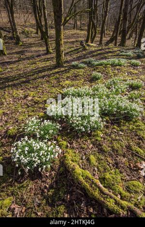 Des gouttes de neige (Galanthus) poussent dans les bois près de l'auberge FSC Malham Tarn sur le domaine de Malham Tarn à Lalhamdale, dans le Yorkshire du Nord. Banque D'Images