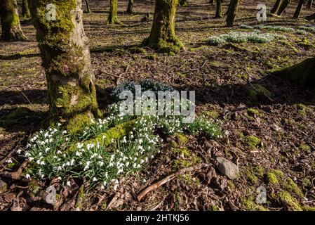 Des gouttes de neige (Galanthus) poussent dans les bois près de l'auberge FSC Malham Tarn sur le domaine de Malham Tarn à Lalhamdale, dans le Yorkshire du Nord. Banque D'Images