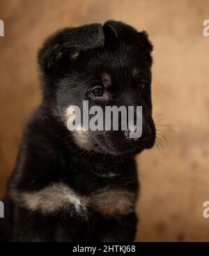 Mignon petit chiot berger allemand assis sur fond marron. а très petit chiot regarde vers le haut, les oreilles comme une maison Banque D'Images