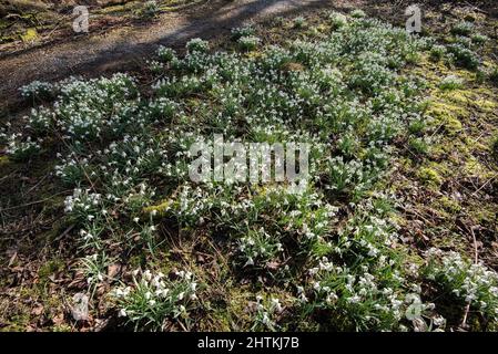 Des gouttes de neige (Galanthus) poussent dans les bois près de l'auberge FSC Malham Tarn sur le domaine de Malham Tarn à Lalhamdale, dans le Yorkshire du Nord. Banque D'Images